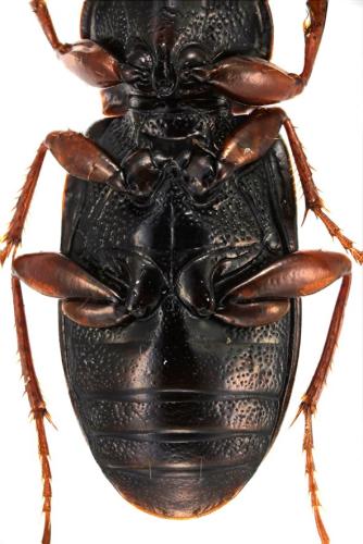 Réf. 298 309 : Pedius longicollis